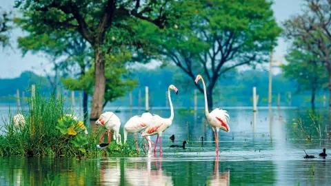 6817 Magisches Indien_Keoladeo-Nationalpark-placeholder