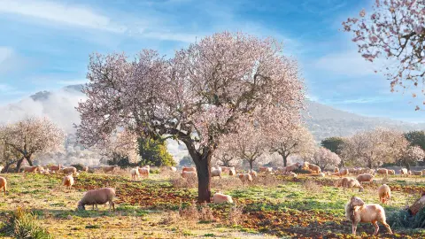 Mandelbäume auf Mallorca-placeholder