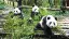 7060-61-Chinas-spektakuläre-Schätze_content_1920x1080px_Panda-Chengdu-placeholder